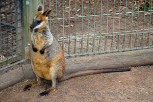 Bolotnaya wallaby: egy kis ausztrál kenguru